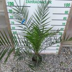 Ďatľovník kanársky (Phoenix canariensis) - výška 100-130 cm, kont. C3L ( -4°C)